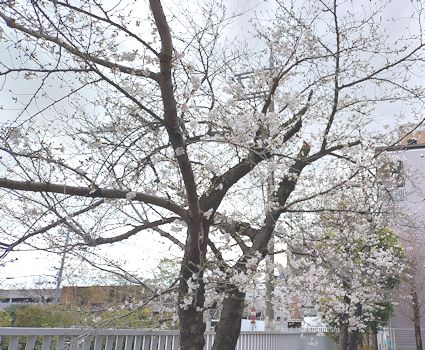 近畿大学東大阪キャンパスの桜